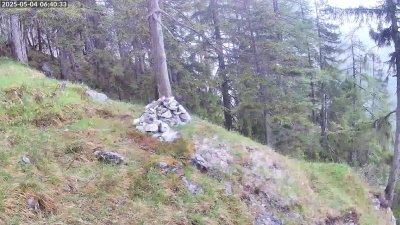 Live Webcam Steinadler Klausbachtal