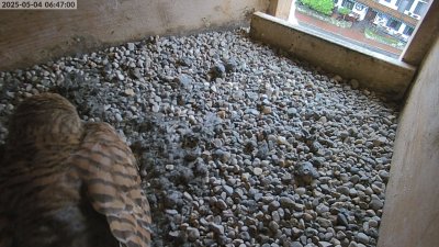 Live Webcam Turmfalken Eggstätt