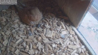Live Webcam Turmfalken Fridolfing