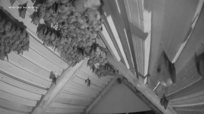Live Webcam Fledermaushaus Hohenburg #2