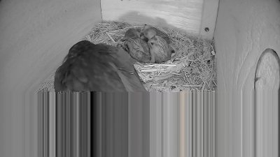 Live Webcam Mauersegler Neunkirchen