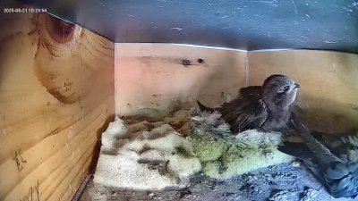 Live Webcam Mauersegler Köln #1