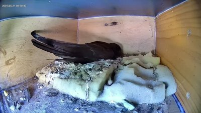 Live Webcam Mauersegler Köln #2