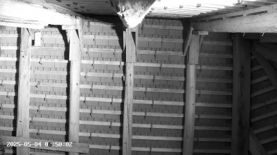 Live Webcam Großes Mausohr Rodenbach