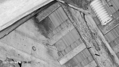 Live Webcam Großes Mausohr Rodenbach #2