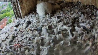 Live Webcam Turmfalken Schüttorf