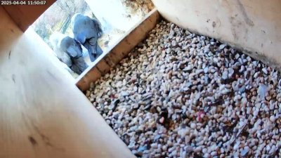 Siegsdorf-Turmfalken