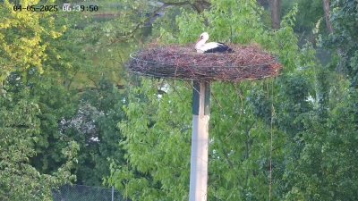 Live Webcam Störche Kleinostheim