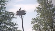 Storchennest Winkl