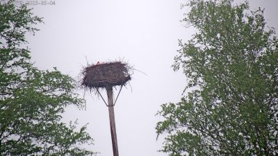 Live Webcam Störche Grabenstätt-Winkl