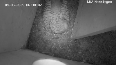 Live Webcam Turmfalken Memmingen