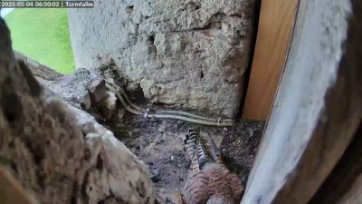 Live Webcam Turmfalken Ruhpolding