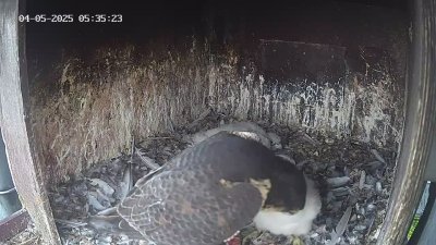 Live Webcam Wanderfalken Hohenkammer #1