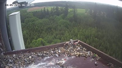 Live Webcam Wanderfalken Hohenkammer #2